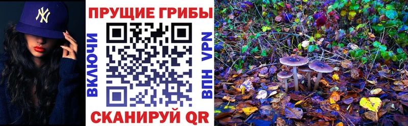 кракен ONION  Курильск  Галлюциногенные грибы Magic Shrooms 